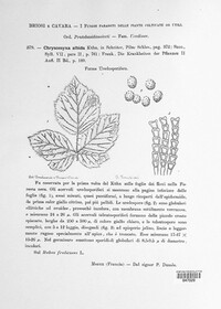 Kuehneola uredinis image